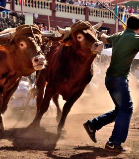 Arrastre de Ganado. Fiestas de San Antonio Abad. La Matanza de Acentejo. 05-02-2017 · foto 64