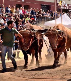 Arrastre de Ganado. Fiestas de San Antonio Abad. La Matanza de Acentejo. 05-02-2017 · foto 15