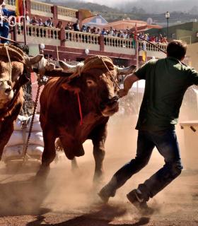 Arrastre de Ganado. Fiestas de San Antonio Abad. La Matanza de Acentejo. 05-02-2017 · foto 55