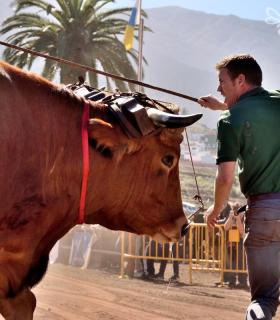 Arrastre de Ganado. Fiestas de San Antonio Abad. La Matanza de Acentejo. 05-02-2017 · foto 2