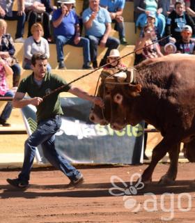 Arrastre de Ganado. Fiestas de San Antonio Abad. La Matanza de Acentejo. 05-02-2017 · foto 45