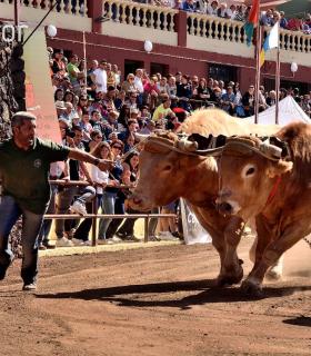 Arrastre de Ganado. Fiestas de San Antonio Abad. La Matanza de Acentejo. 05-02-2017 · foto 73