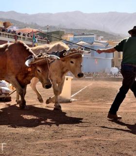 Arrastre de Ganado. Fiestas de San Antonio Abad. La Matanza de Acentejo. 05-02-2017 · foto 82