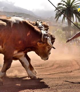 Arrastre de Ganado. Fiestas de San Antonio Abad. La Matanza de Acentejo. 05-02-2017 · foto 53