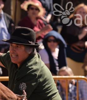Arrastre de Ganado. Fiestas de San Antonio Abad. La Matanza de Acentejo. 05-02-2017 · foto 49