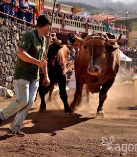 Arrastre de Ganado. Fiestas de San Antonio Abad. La Matanza de Acentejo. 05-02-2017 · foto 14