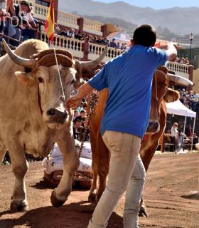 Arrastre de Ganado. Fiestas de San Antonio Abad. La Matanza de Acentejo. 05-02-2017 · foto 10