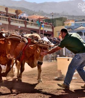 Arrastre de Ganado. Fiestas de San Antonio Abad. La Matanza de Acentejo. 05-02-2017 · foto 52