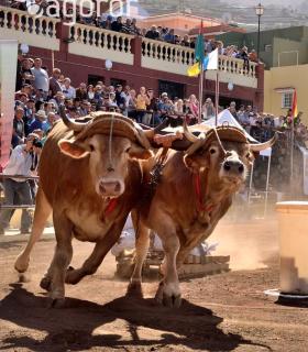 Arrastre de Ganado. Fiestas de San Antonio Abad. La Matanza de Acentejo. 05-02-2017 · foto 68