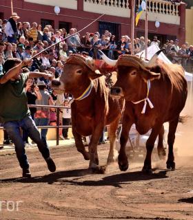 Arrastre de Ganado. Fiestas de San Antonio Abad. La Matanza de Acentejo. 05-02-2017 · foto 74