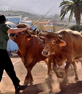 Arrastre de Ganado. Fiestas de San Antonio Abad. La Matanza de Acentejo. 05-02-2017 · foto 84