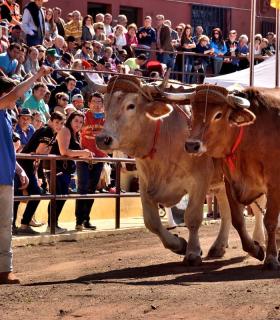 Arrastre de Ganado. Fiestas de San Antonio Abad. La Matanza de Acentejo. 05-02-2017 · foto 4