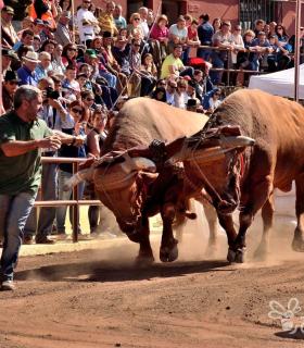 Arrastre de Ganado. Fiestas de San Antonio Abad. La Matanza de Acentejo. 05-02-2017 · foto 3