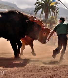Arrastre de Ganado. Fiestas de San Antonio Abad. La Matanza de Acentejo. 05-02-2017 · foto 77