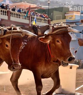 Arrastre de Ganado. Fiestas de San Antonio Abad. La Matanza de Acentejo. 05-02-2017 · foto 12