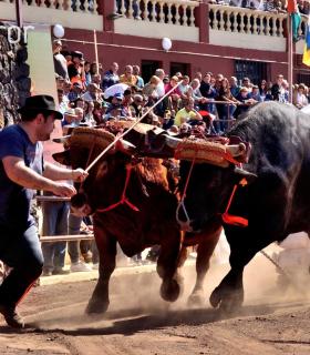 Arrastre de Ganado. Fiestas de San Antonio Abad. La Matanza de Acentejo. 05-02-2017 · foto 31