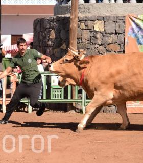 Arrastre de Ganado. Fiestas de San Antonio Abad. La Matanza de Acentejo. 05-02-2017 · foto 25