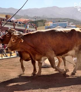 Arrastre de Ganado. Fiestas de San Antonio Abad. La Matanza de Acentejo. 05-02-2017 · foto 39
