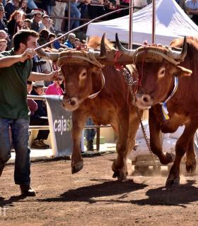 Arrastre de Ganado. Fiestas de San Antonio Abad. La Matanza de Acentejo. 05-02-2017 · foto 21