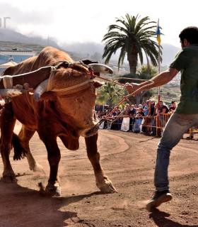 Arrastre de Ganado. Fiestas de San Antonio Abad. La Matanza de Acentejo. 05-02-2017 · foto 56