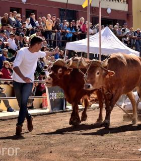 Arrastre de Ganado. Fiestas de San Antonio Abad. La Matanza de Acentejo. 05-02-2017 · foto 81