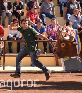 Arrastre de Ganado. Fiestas de San Antonio Abad. La Matanza de Acentejo. 05-02-2017 · foto 48
