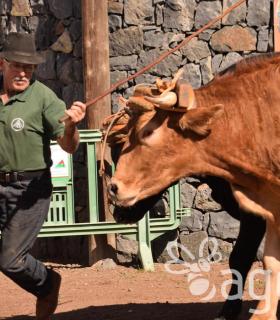 Arrastre de Ganado. Fiestas de San Antonio Abad. La Matanza de Acentejo. 05-02-2017 · foto 37