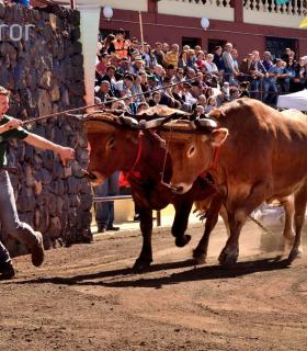 Arrastre de Ganado. Fiestas de San Antonio Abad. La Matanza de Acentejo. 05-02-2017 · foto 17