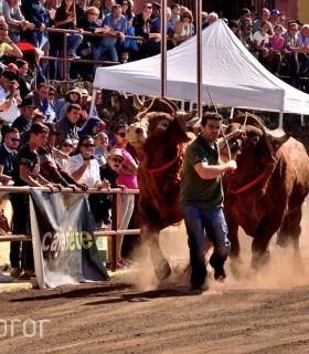 Arrastre de Ganado. Fiestas de San Antonio Abad. La Matanza de Acentejo. 05-02-2017 · foto 63