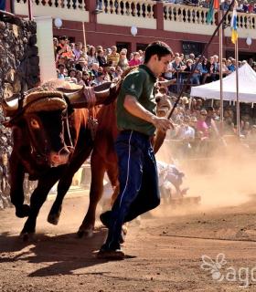 Arrastre de Ganado. Fiestas de San Antonio Abad. La Matanza de Acentejo. 05-02-2017 · foto 75
