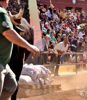 Arrastre de Ganado. Fiestas de San Antonio Abad. La Matanza de Acentejo. 05-02-2017 · foto 60