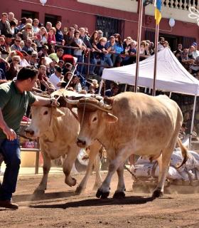 Arrastre de Ganado. Fiestas de San Antonio Abad. La Matanza de Acentejo. 05-02-2017 · foto 65