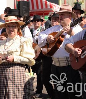 Arrastre de Ganado. Fiestas de San Antonio Abad. La Matanza de Acentejo. 05-02-2017 · foto 88