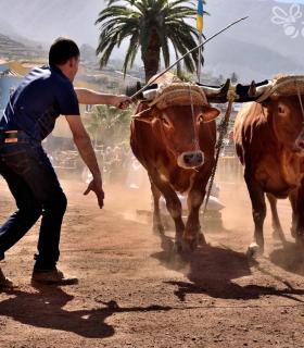 Arrastre de Ganado. Fiestas de San Antonio Abad. La Matanza de Acentejo. 05-02-2017 · foto 87