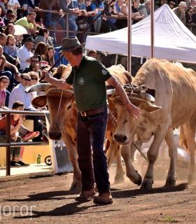 Arrastre de Ganado. Fiestas de San Antonio Abad. La Matanza de Acentejo. 05-02-2017 · foto 42