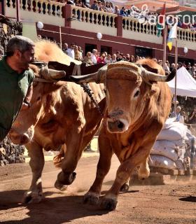 Arrastre de Ganado. Fiestas de San Antonio Abad. La Matanza de Acentejo. 05-02-2017 · foto 86