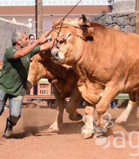 Arrastre de Ganado. Fiestas de San Antonio Abad. La Matanza de Acentejo. 05-02-2017 · foto 35