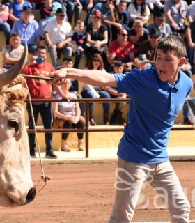 Arrastre de Ganado. Fiestas de San Antonio Abad. La Matanza de Acentejo. 05-02-2017 · foto 9