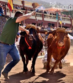 Arrastre de Ganado. Fiestas de San Antonio Abad. La Matanza de Acentejo. 05-02-2017 · foto 57