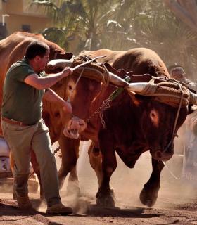 Arrastre de Ganado. Fiestas de San Antonio Abad. La Matanza de Acentejo. 05-02-2017 · foto 85