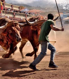 Arrastre de Ganado. Fiestas de San Antonio Abad. La Matanza de Acentejo. 05-02-2017 · foto 1