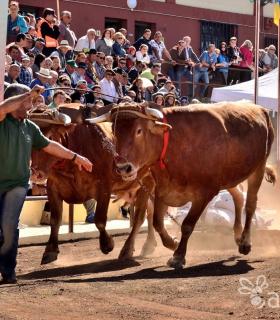 Arrastre de Ganado. Fiestas de San Antonio Abad. La Matanza de Acentejo. 05-02-2017 · foto 62