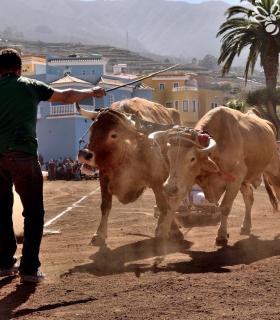 Arrastre de Ganado. Fiestas de San Antonio Abad. La Matanza de Acentejo. 05-02-2017 · foto 58