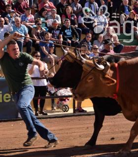 Arrastre de Ganado. Fiestas de San Antonio Abad. La Matanza de Acentejo. 05-02-2017 · foto 27