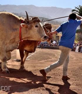 Arrastre de Ganado. Fiestas de San Antonio Abad. La Matanza de Acentejo. 05-02-2017 · foto 11