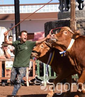 Arrastre de Ganado. Fiestas de San Antonio Abad. La Matanza de Acentejo. 05-02-2017 · foto 50