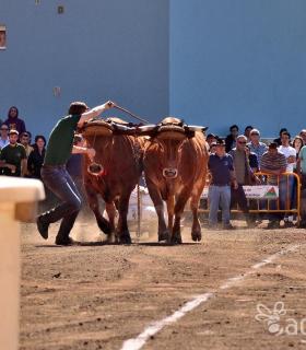 Arrastre de Ganado. Fiestas de San Antonio Abad. La Matanza de Acentejo. 05-02-2017 · foto 83