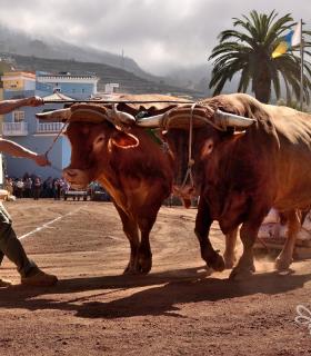 Arrastre de Ganado. Fiestas de San Antonio Abad. La Matanza de Acentejo. 05-02-2017 · foto 79