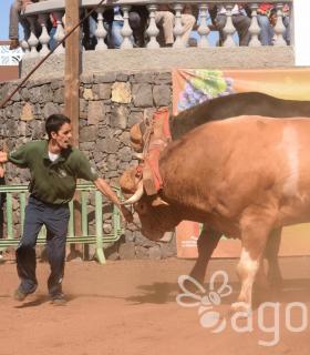 Arrastre de Ganado. Fiestas de San Antonio Abad. La Matanza de Acentejo. 05-02-2017 · foto 46