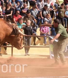 Arrastre de Ganado. Fiestas de San Antonio Abad. La Matanza de Acentejo. 05-02-2017 · foto 8